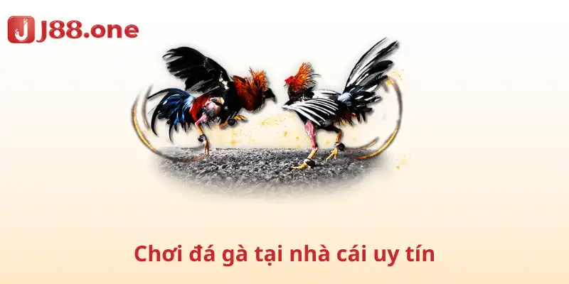 Chơi đá gà tại nhà cái uy tín