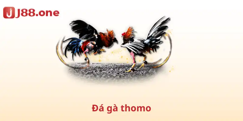 Đá gà thomo
