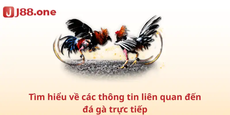 Tìm hiểu về các thông tin liên quan đến đá gà trực tiếp